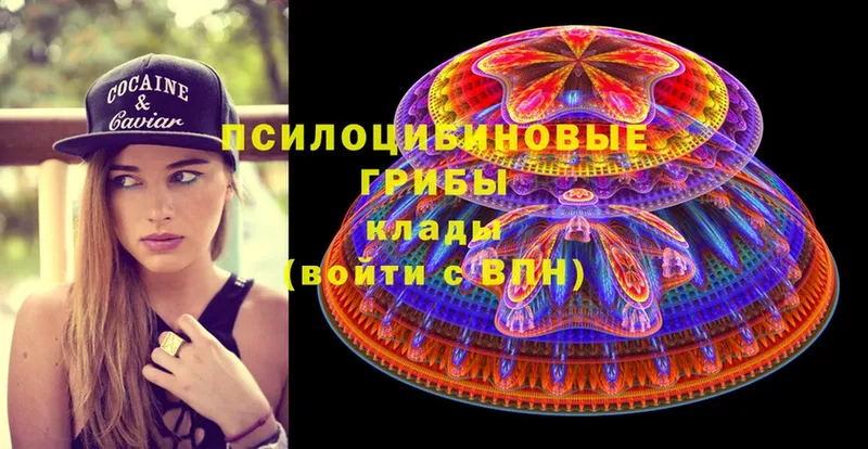 Галлюциногенные грибы Psilocybine cubensis  Североуральск 